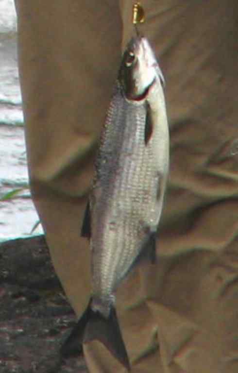 鱼类活化石：月眼鱼