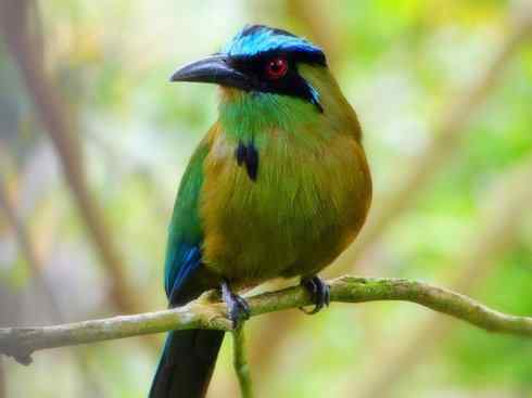 绝色攀禽：佛法僧目之翠鴗