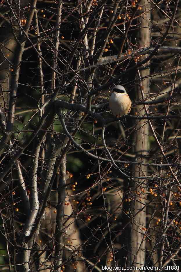 2012除夕滨江森林公园二寻太平鸟