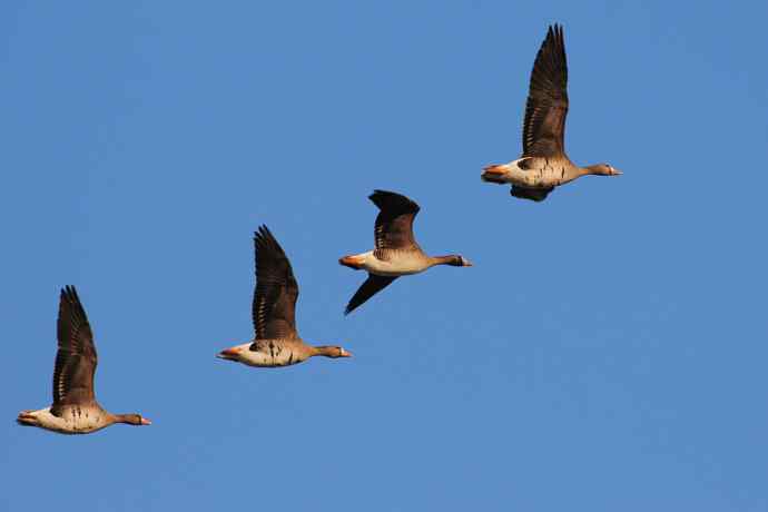 【新鸟】白额雁 图牧吉湿地初探