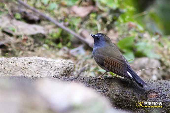 棕颈凤鹛&bull;橙胸【姬】鹟&bull;黑翅雀鹎
