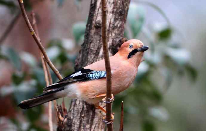 洋县两天观鸟，秦岭如此美妙！