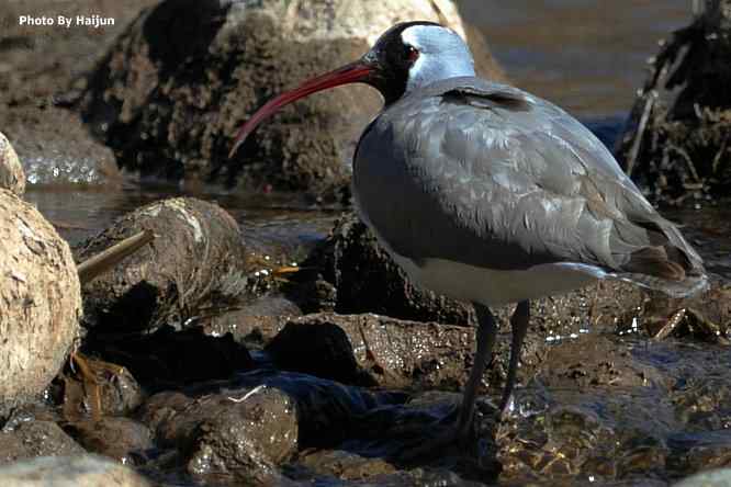 峡谷中观赏百态鹮嘴鹬