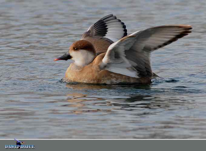 赤嘴潜鸭：冬天の靓色