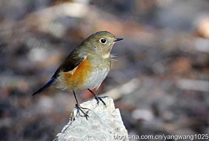 红肋蓝尾鸲 wbr2