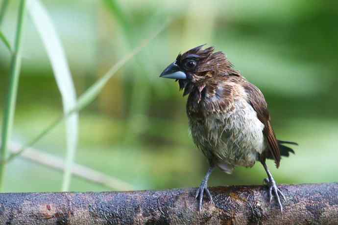 摄鸟拾趣 wbr wbr白腰文鸟（二）
