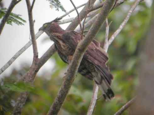 十大喜食蜂蜜动物：凤头蜂鹰