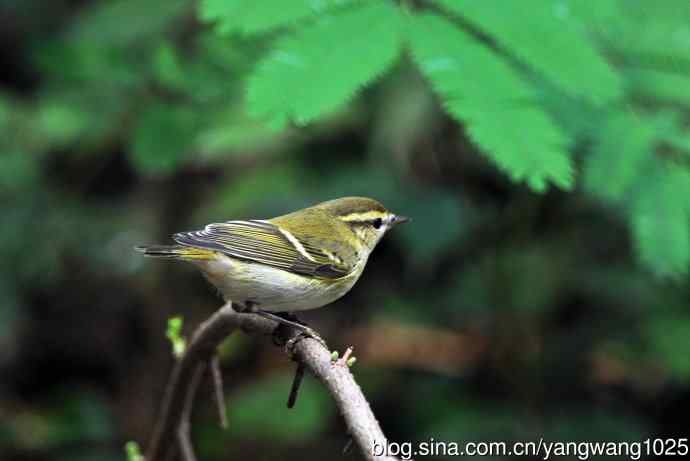 黄眉柳莺（10）