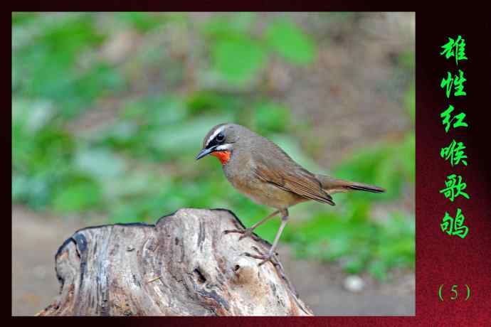 北京天坛公园的鸟类——雄性红喉歌鸲（5）