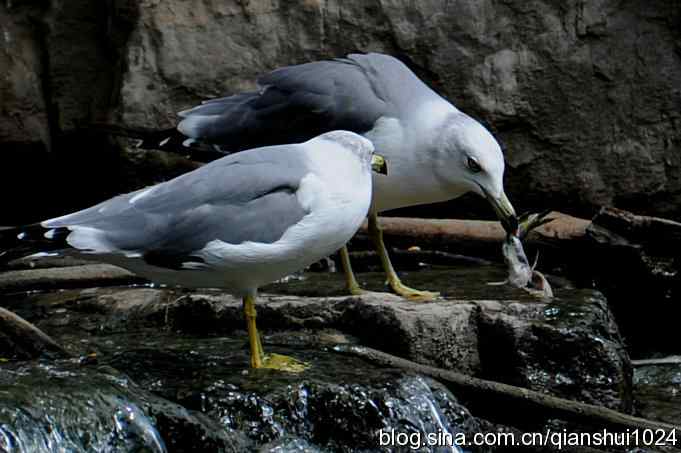 两只黑尾鸥(水禽湖)