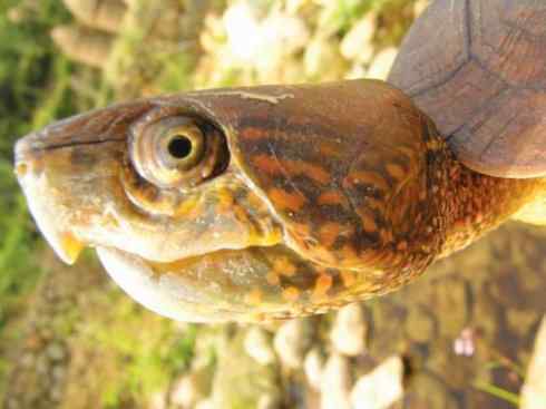 玄武：传说的兽原型探秘（平胸龟）