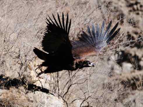 鸟类之最:大秃鹫