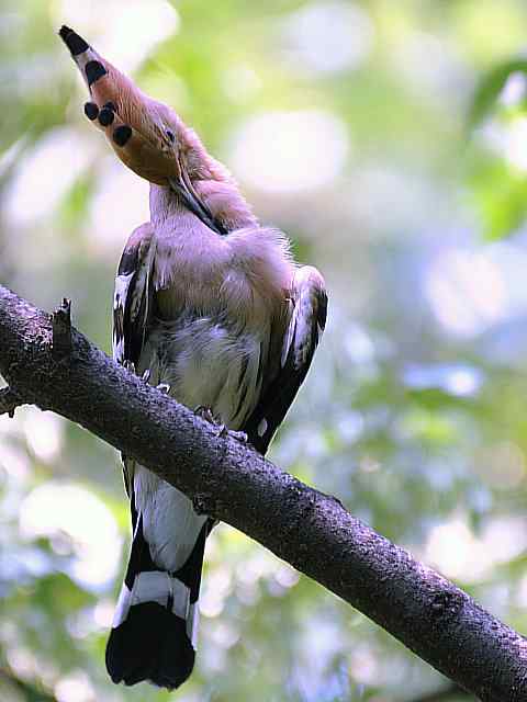 戴胜开冠数毛（鸟儿为悦己者容）