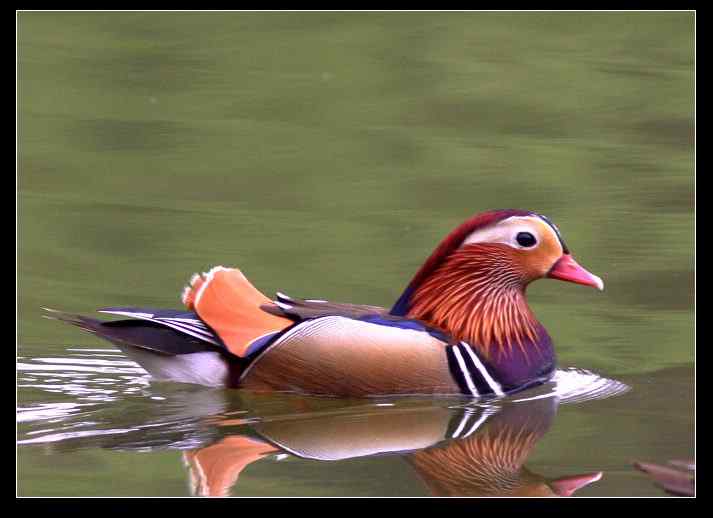 武汉观鸟会初级观鸟讲座[第8课]——水鸟识别入门