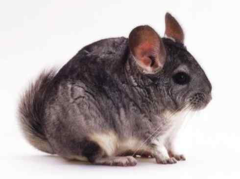 动物世界：山寨还是原创之十四