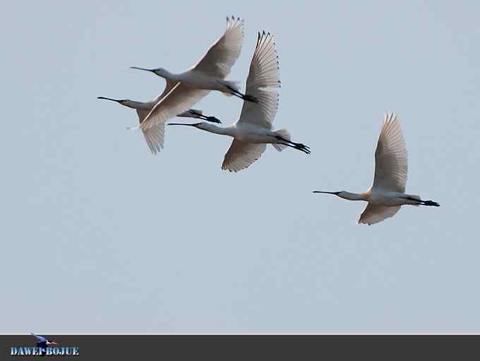 迁徙的鸟：邂逅白琵鹭