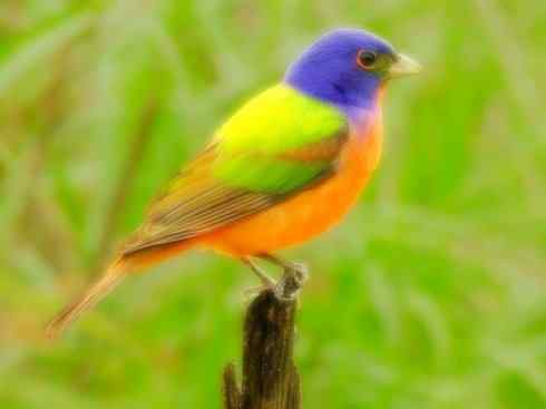 家禽驯化之源之十八