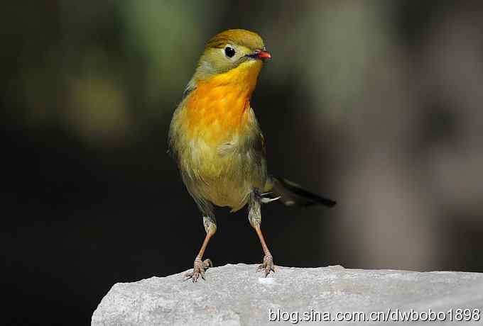 相思趣拍-贺三八国际妇女节