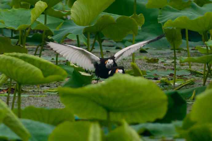 水雉 wbr荷塘里的温柔乡 水雉 wbr荷塘里的温柔乡