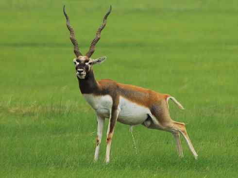 麒麟：传说的兽原型探秘（狷羚）