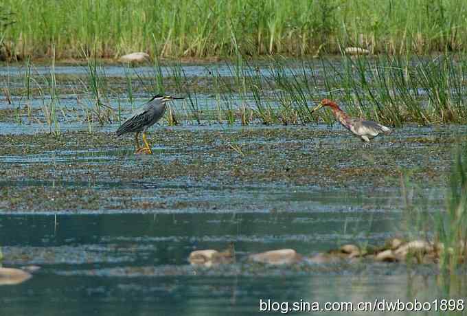 冒酷暑寻拍绿鹭 wbr长途奔袭古北口