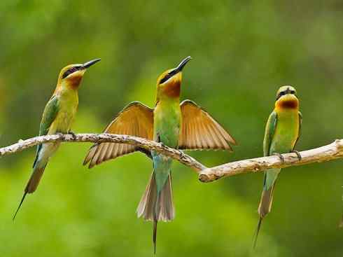 绝色攀禽：佛法僧目之蜂虎3