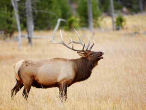 麒麟:传说的兽原型探秘(梅花鹿) 麒麟:传说的兽原型探秘(梅花鹿)