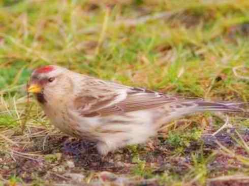 家禽驯化之源之二十六