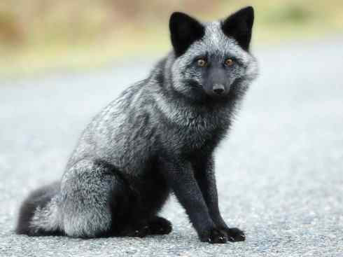 犬科：狐亚科狐属