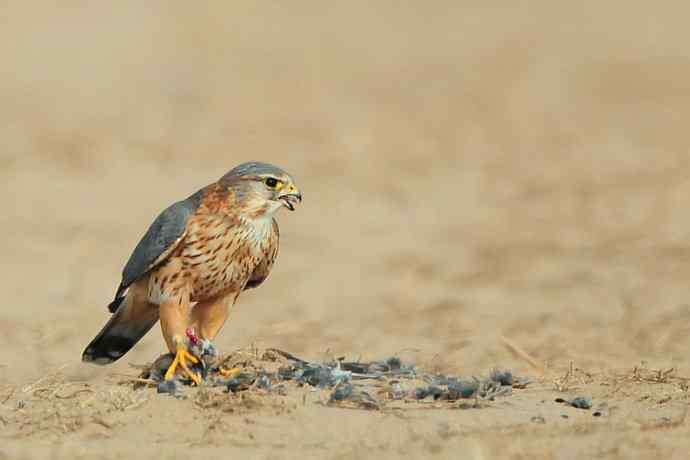 野鸭湖雌雄灰背隼