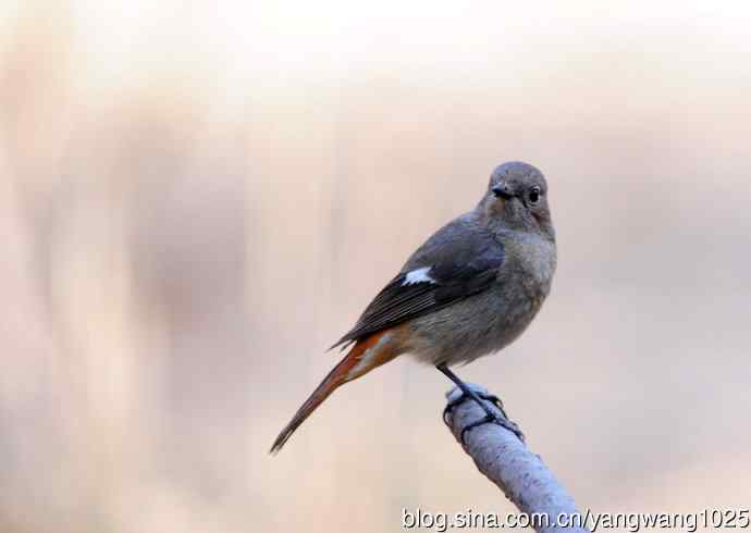 雌性北红尾鸲（7）
