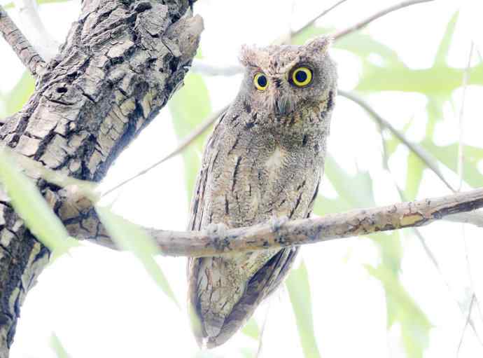 站岗放哨保母子平安的猫头鹰爸爸
