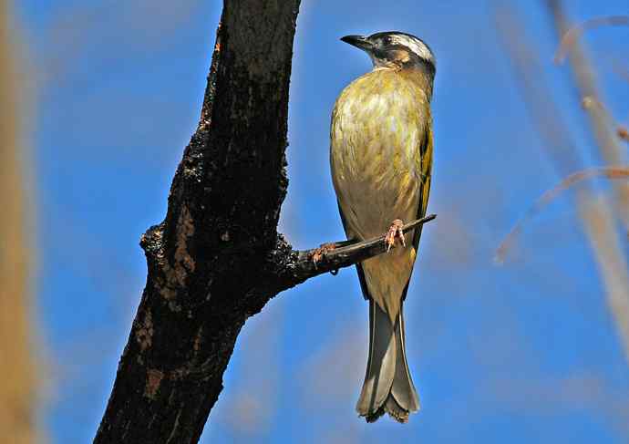 北京植物园赏鸟（六），白头鹎（组图）