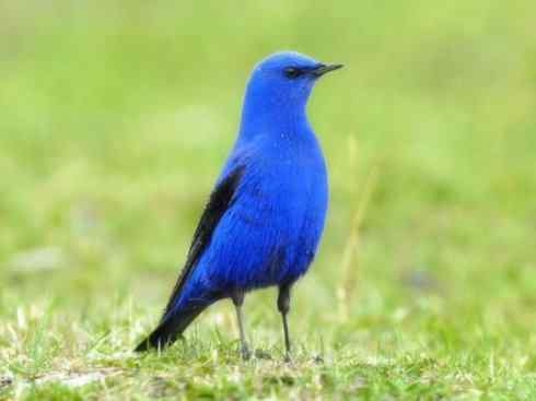 美丽无罪：雀鸟之林鸲