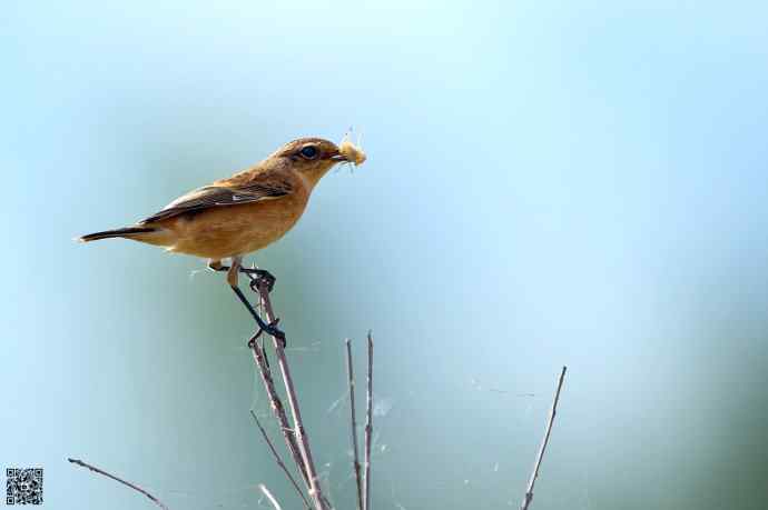 一组野鸭湖的小林鸟