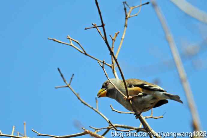 黑尾蜡嘴雀（库存片）