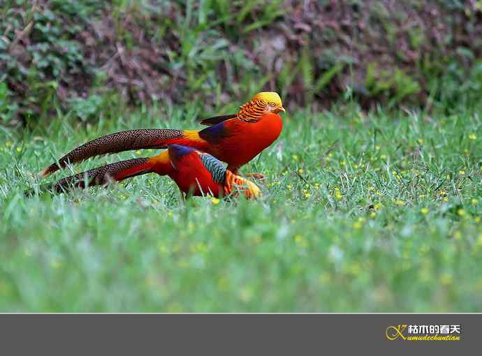 凤凰传说鈥斺敽旄菇跫