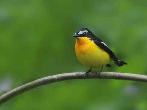 美丽无罪:雀鸟之姬鹟 美丽无罪:雀鸟之姬鹟