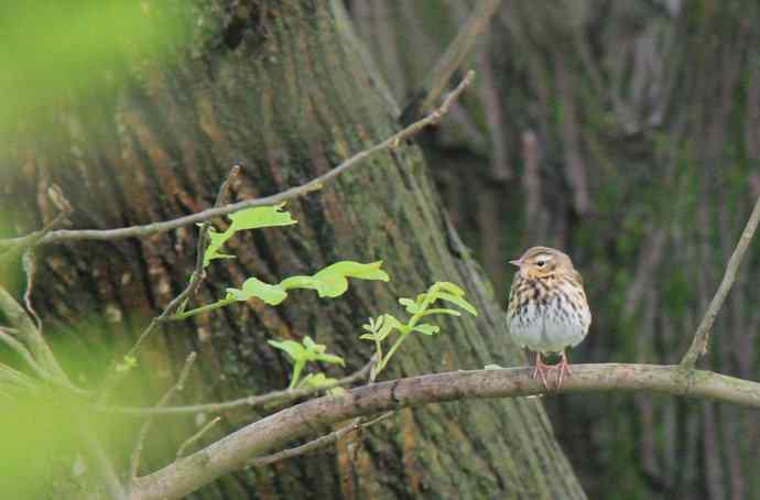 187.浙江缙云仙都农家乐（-）朱潭山鸟图