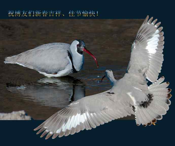 携鹮嘴鹬恭贺新春