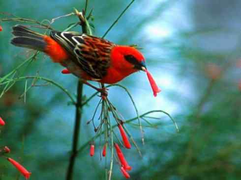 极品红色鸟类:红艳织雀 极品红色鸟类:红艳织雀