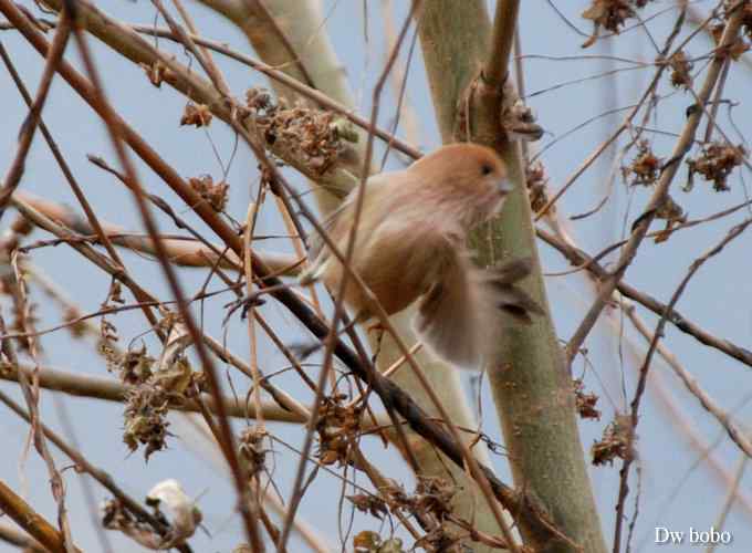 棕头鸦雀 wbr憨态可掬