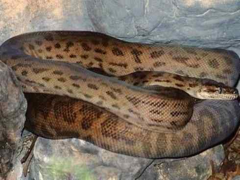 龙:传说的兽原型探秘(树蟒类) 龙:传说的兽原型探秘(树蟒类)