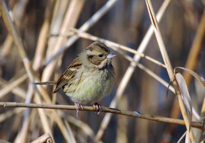 北京奥森公园的鸟类——雌性灰头鹀（3）