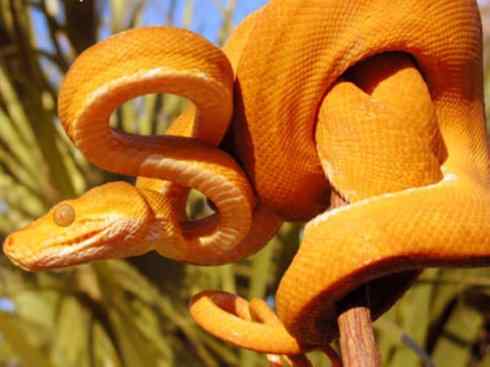 龙:传说的兽原型探秘(树蚺类)