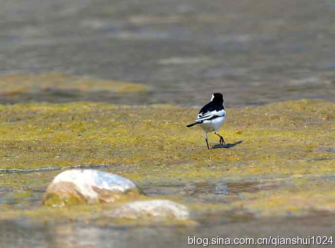 生境鸟片.风景独好