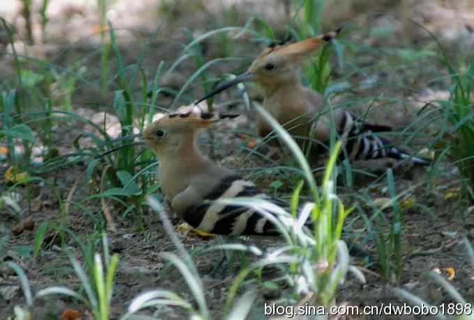 天坛公园里的鹊少和戴格格