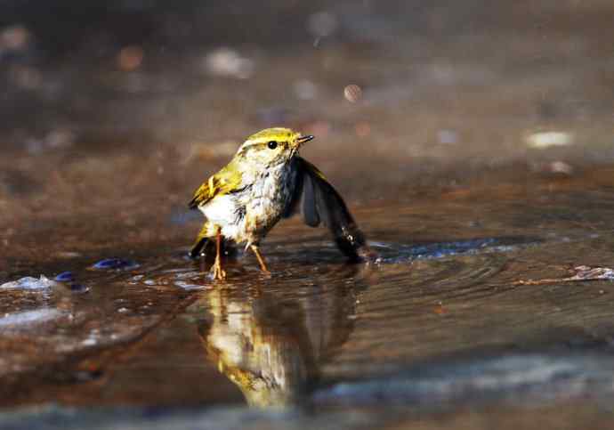 酣畅淋漓腊月澡（柳莺）