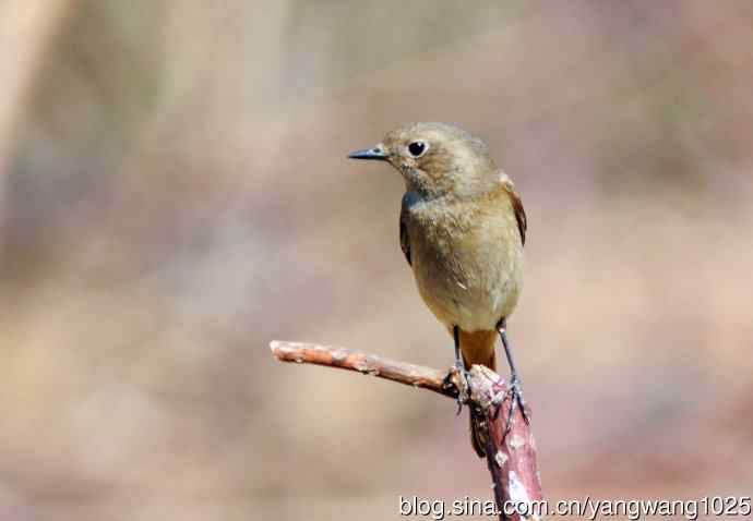 雌性北红尾鸲（6）