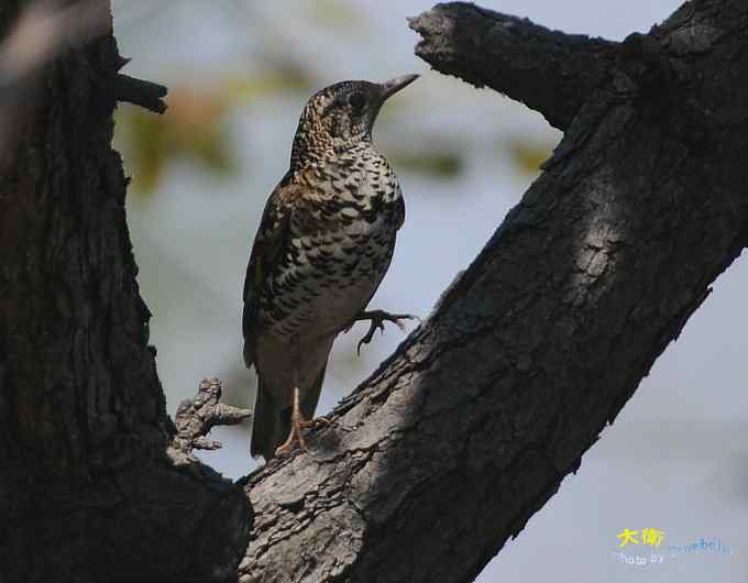 二鸫献寿：虎斑地鸫和宝兴歌鸫